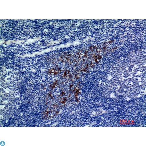 CMTM8 Antibody - Western Blot (WB) analysis of HeLa lysis using CMTM8 antibody.