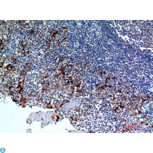 CMTM8 Antibody - Immunohistochemistry (IHC) analysis of paraffin-embedded Human Tonsils, antibody was diluted at 1:200.