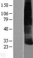 CMTM8 Protein - Western validation with an anti-DDK antibody * L: Control HEK293 lysate R: Over-expression lysate
