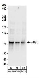 cmyb Antibody - Detection of Human c-Myb by Western Blot. Samples: Whole cell lysate from MOLT-4 (15 and 50 ug) and Jurkat cells. Antibodies: Affinity purified rabbit anti-c-Myb antibody used for WB at 0.1 ug/ml. Detection: Chemiluminescence with an exposure time of 10 seconds.