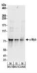 cmyb Antibody - Detection of Human c-Myb by Western Blot. Samples: Whole cell lysate from MOLT-4 (15 and 50 ug) and Jurkat cells. Antibodies: Affinity purified rabbit anti-c-Myb antibody used for WB at 0.1 ug/ml. Detection: Chemiluminescence with an exposure time of 10 seconds.