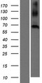 CNBD2 / C20orf152 Protein - Western validation with an anti-DDK antibody * L: Control HEK293 lysate R: Over-expression lysate