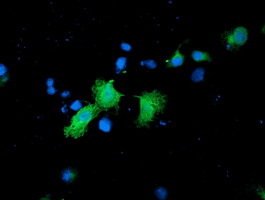 CNDP2 Antibody - Anti-CNDP2 mouse monoclonal antibody immunofluorescent staining of COS7 cells transiently transfected by pCMV6-ENTRY CNDP2.