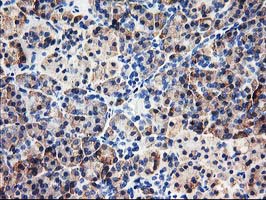 CNDP2 Antibody - IHC of paraffin-embedded Human pancreas tissue using anti-CNDP2 mouse monoclonal antibody.