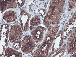 CNDP2 Antibody - IHC of paraffin-embedded Human Kidney tissue using anti-CNDP2 mouse monoclonal antibody.