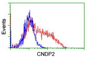 CNDP2 Antibody - HEK293T cells transfected with either overexpress plasmid (Red) or empty vector control plasmid (Blue) were immunostained by anti-CNDP2 antibody, and then analyzed by flow cytometry.