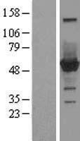 CNDP2 Protein - Western validation with an anti-DDK antibody * L: Control HEK293 lysate R: Over-expression lysate