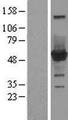 CNDP2 Protein - Western validation with an anti-DDK antibody * L: Control HEK293 lysate R: Over-expression lysate