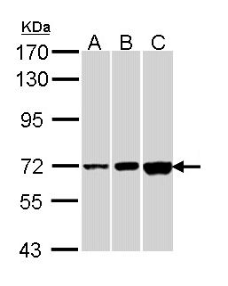 CNGA2 Antibody - Sample (30 ug of whole cell lysate). A:293T, B: A431 , C: Hep G2 . 7.5% SDS PAGE. CNGA2 antibody diluted at 1:1000.