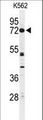 CNGA2 Antibody - Western blot of CNGA2 Antibody in K562 cell line lysates (35 ug/lane). CNGA2 (arrow) was detected using the purified antibody.