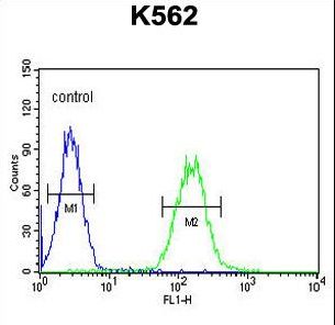 CNGA2 Antibody - CNGA2 Antibody flow cytometry of K562 cells (right histogram) compared to a negative control cell (left histogram). FITC-conjugated goat-anti-rabbit secondary antibodies were used for the analysis.