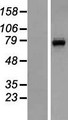CNGA3 Protein - Western validation with an anti-DDK antibody * L: Control HEK293 lysate R: Over-expression lysate