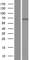 CNGA4 Protein - Western validation with an anti-DDK antibody * L: Control HEK293 lysate R: Over-expression lysate