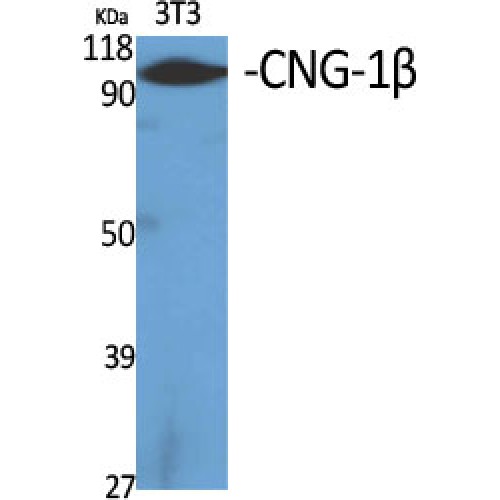 CNGB1 Antibody - Western blot of CNG-1beta antibody