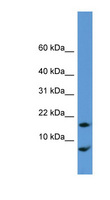 CNIH1 / CNIH Antibody - CNIH antibody Western blot of Rat Lung lysate. This image was taken for the unconjugated form of this product. Other forms have not been tested.