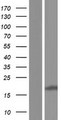 CNIH1 / CNIH Protein - Western validation with an anti-DDK antibody * L: Control HEK293 lysate R: Over-expression lysate