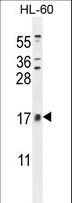 CNIH2 Antibody - CNIH2 Antibody western blot of HL-60 cell line lysates (35 ug/lane). The CNIH2 antibody detected the CNIH2 protein (arrow).