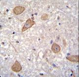 CNIH2 Antibody - CNIH2 Antibody immunohistochemistry of formalin-fixed and paraffin-embedded human brain tissue followed by peroxidase-conjugated secondary antibody and DAB staining.