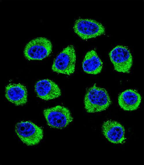 CNIH2 Antibody - Confocal immunofluorescence of CNIH2 Antibody with U-251MG cell followed by Alexa Fluor 488-conjugated goat anti-rabbit lgG (green). DAPI was used to stain the cell nuclear (blue).