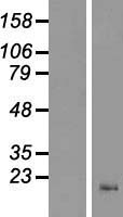 CNIH2 Protein - Western validation with an anti-DDK antibody * L: Control HEK293 lysate R: Over-expression lysate