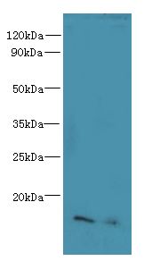 CNIH4 / HSPC163 Antibody - Western blot. All lanes: CNIH4 antibody at 0.3 ug/ml. Lane 1: A431 whole cell lysate. Lane 2: U251 whole cell lysate. Secondary Goat polyclonal to Rabbit IgG at 1:10000 dilution. Predicted band size: 16 kDa. Observed band size: 16 kDa.