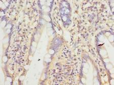 CNIH4 / HSPC163 Antibody - Immunohistochemistry of paraffin-embedded human small intestine tissue using antibody at dilution of 1:100.