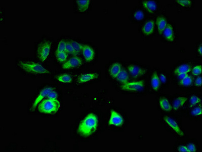CNIH4 / HSPC163 Antibody - Immunofluorescent analysis of HepG2 cells using CNIH4 Antibody at dilution of 1:100 and Alexa Fluor 488-congugated AffiniPure Goat Anti-Rabbit IgG(H+L)