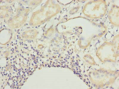CNIH4 / HSPC163 Antibody - Immunohistochemistry of paraffin-embedded human kidney tissue using CNIH4 Antibody at dilution of 1:100