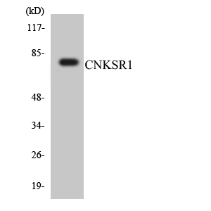 CNKSR1 Antibody - Western blot analysis of the lysates from HT-29 cells using CNKSR1 antibody.