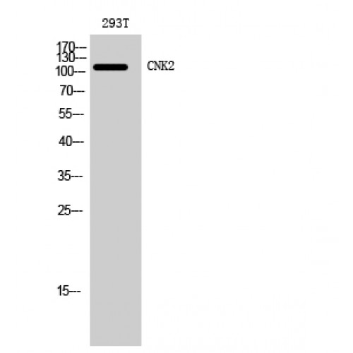 CNKSR2 Antibody - Western blot of CNK2 antibody