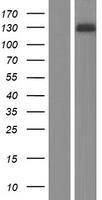 CNKSR2 Protein - Western validation with an anti-DDK antibody * L: Control HEK293 lysate R: Over-expression lysate