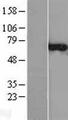 CNKSR3 Protein - Western validation with an anti-DDK antibody * L: Control HEK293 lysate R: Over-expression lysate