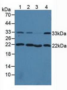 CNN2 Antibody - Western Blot; Sample: Lane1: Human Lung Tissue; Lane2: Human Hela Cells; Lane3: Human HepG2 Cells; Lane4: Porcine Lymph Node Tissue.