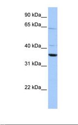 CNN2 Antibody - HepG2 cell lysate. Antibody concentration: 1.0 ug/ml. Gel concentration: 12%.  This image was taken for the unconjugated form of this product. Other forms have not been tested.