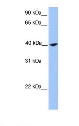 CNN2 Antibody - 721_B cell lysate. Antibody concentration: 1.0 ug/ml. Gel concentration: 12%.  This image was taken for the unconjugated form of this product. Other forms have not been tested.