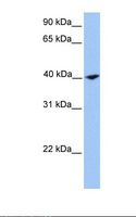 CNN2 Antibody - 721_B cell lysate. Antibody concentration: 1.0 ug/ml. Gel concentration: 12%.  This image was taken for the unconjugated form of this product. Other forms have not been tested.