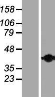 CNN2 Protein - Western validation with an anti-DDK antibody * L: Control HEK293 lysate R: Over-expression lysate