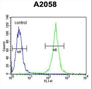 CNN3 Antibody - Calponin-3 Antibody flow cytometry of A2058 cells (right histogram) compared to a negative control cell (left histogram). FITC-conjugated goat-anti-rabbit secondary antibodies were used for the analysis.
