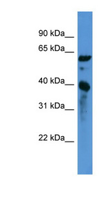 CNN3 Antibody - CNN3 antibody Western blot of 293T cell lysate.  This image was taken for the unconjugated form of this product. Other forms have not been tested.