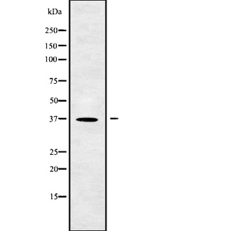 CNN3 Antibody - Western blot analysis of CNN3 using RAW264.7 whole cells lysates