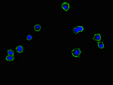 CNNM1 Antibody - Immunofluorescent analysis of HepG2 cells using CNNM1 Antibody at dilution of 1:100 and Alexa Fluor 488-congugated AffiniPure Goat Anti-Rabbit IgG(H+L)