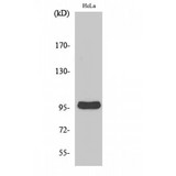 CNNM2 Antibody - Western blot of Cyclin M2 antibody
