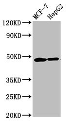 CNNM3 Antibody - Western Blot Positive WB detected in: MCF-7 whole cell lysate, HepG2 whole cell lysate All lanes: CNNM3 antibody at 5.6µg/ml Secondary Goat polyclonal to rabbit IgG at 1/50000 dilution Predicted band size: 77, 71, 74 kDa Observed band size: 48 kDa