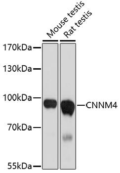 CNNM4 Antibody - Western blot analysis of extracts of various cell lines using CNNM4 Polyclonal Antibody at dilution of 1:1000.