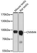 CNNM4 Antibody - Western blot analysis of extracts of various cell lines using CNNM4 Polyclonal Antibody at dilution of 1:1000.