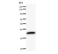 CNOT2 Antibody - Western blot analysis of immunized recombinant protein, using anti-CNOT2 monoclonal antibody.