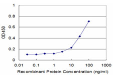 CNOT2 Antibody - Detection limit for recombinant GST tagged CNOT2 is approximately 3 ng/ml as a capture antibody.