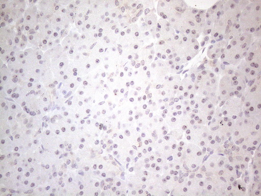 CNOT2 Antibody - Immunohistochemical staining of paraffin-embedded Human pancreas tissue within the normal limits using anti-CNOT2 mouse monoclonal antibody. (Heat-induced epitope retrieval by 1mM EDTA in 10mM Tris buffer. (pH8.5) at 120°C for 3 min. (1:150)