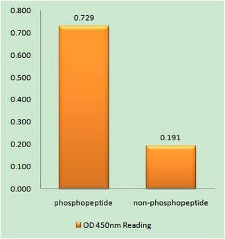 CNOT2 Antibody - The absorbance readings at 450 nM are shown in the ELISA figure.