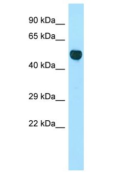 CNOT3 Antibody - CNOT3 antibody Western Blot of Rat Thymus. Antibody dilution: 1 ug/ml.  This image was taken for the unconjugated form of this product. Other forms have not been tested.